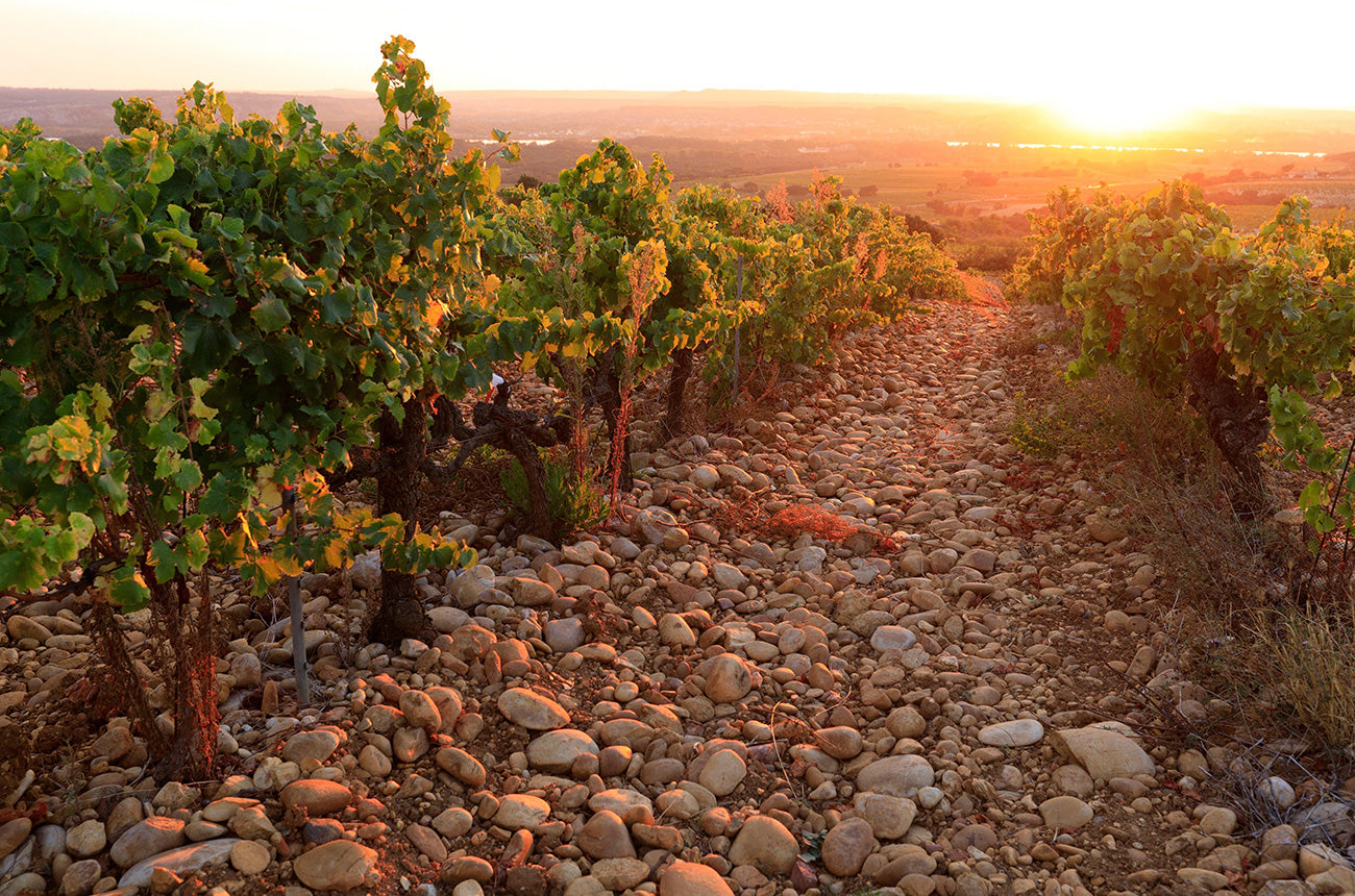 Ghid de pairing pentru vinurile Châteauneuf-du-Pape