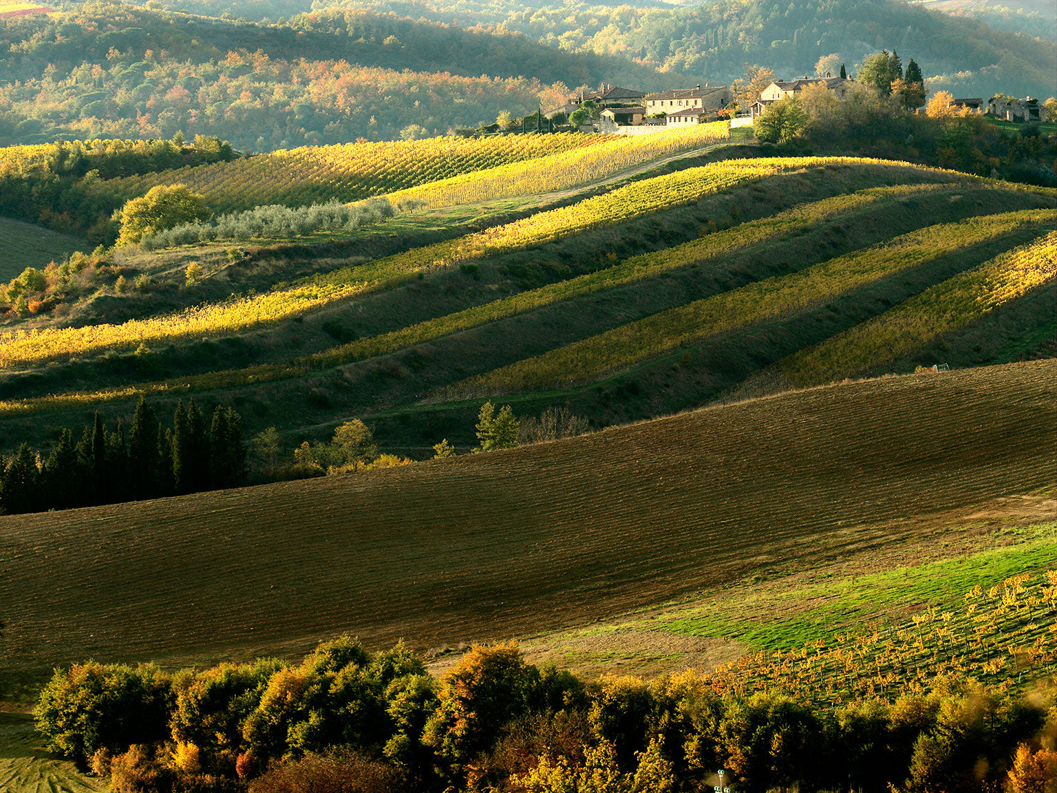 Cum recunoști un Chianti Classico autentic?