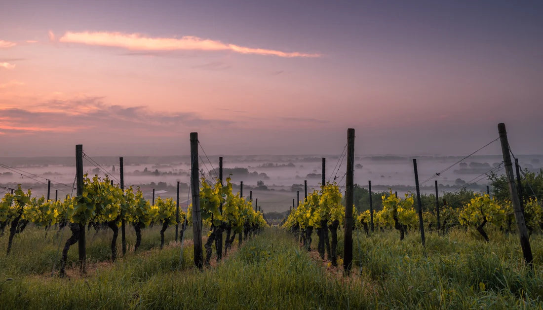 Proveniența vinurilor de lux: Ce face un terroir „sacru”?