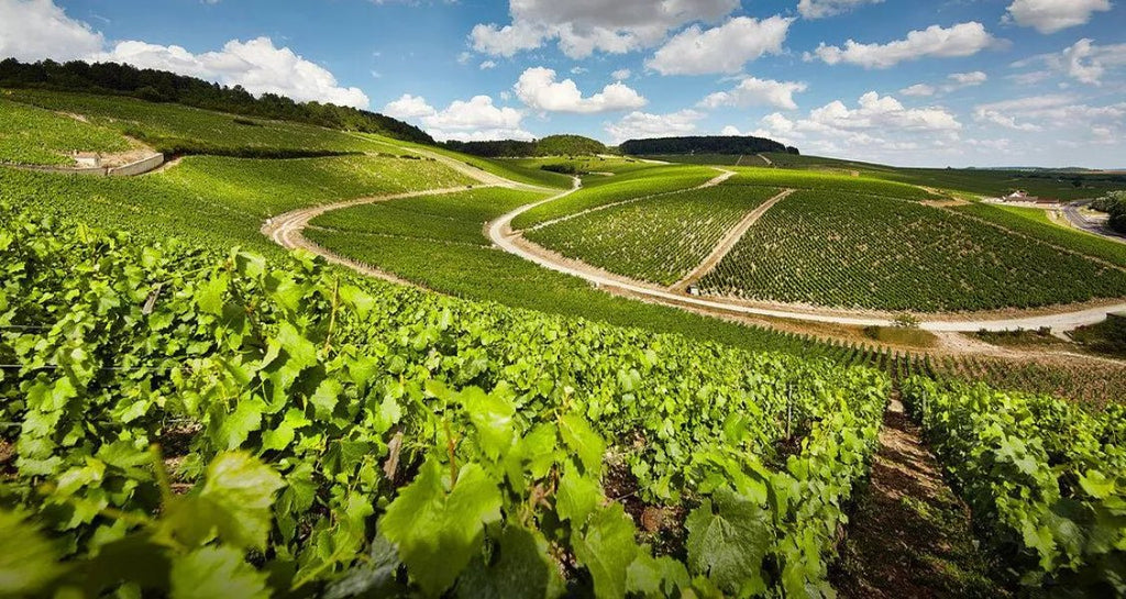 Viile din Chablis, Burgundia