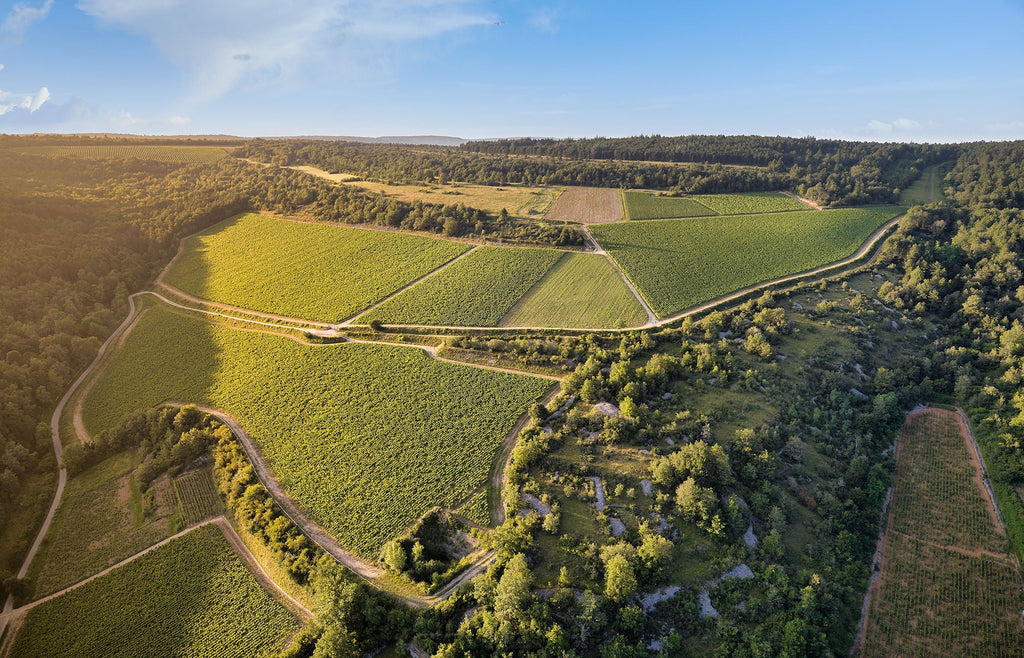 Vie de Pinot Noir din Burgundia, Domaine Philippe le Hardi
