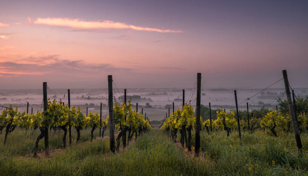 Proveniența vinurilor de lux: Ce face un terroir „sacru”?