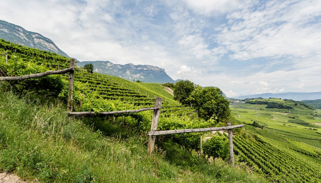 Vinurile Riesling: O comoară din Alto Adige