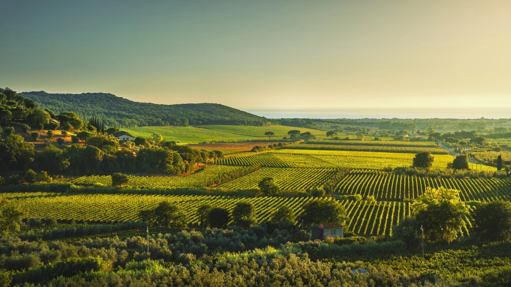 Ce trebuie să știi despre vinurile DOC Bolgheri din Toscana