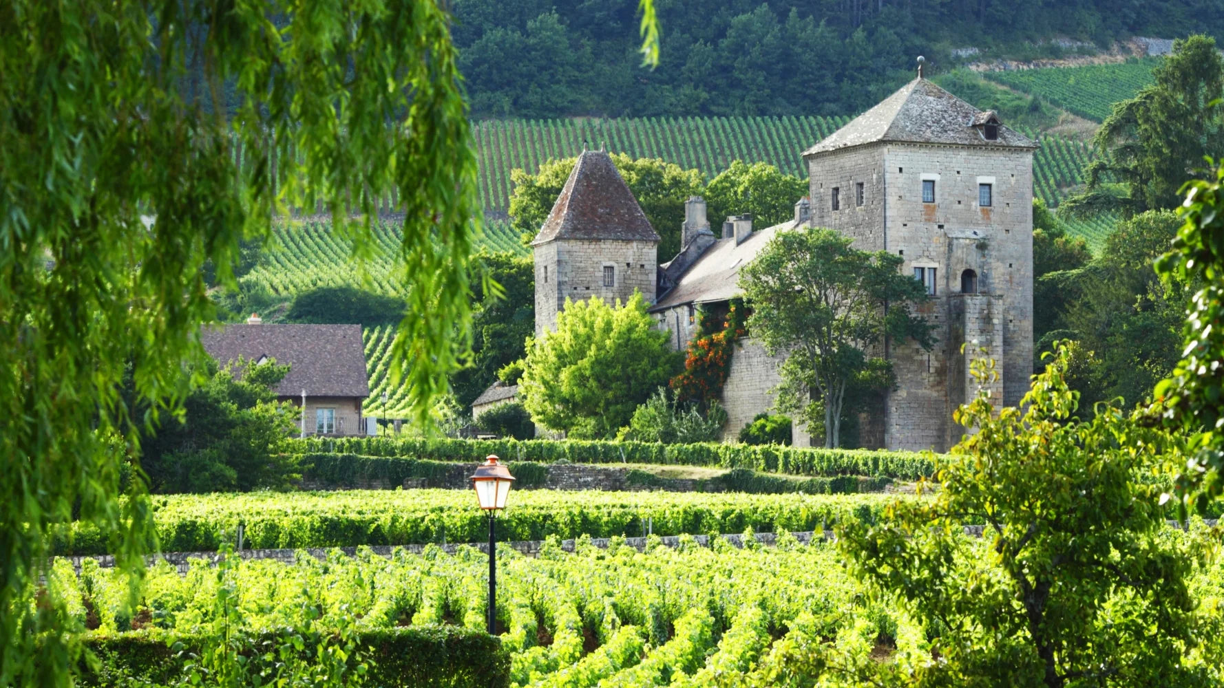 De ce să alegi un vin Premier Cru din Bourgogne?