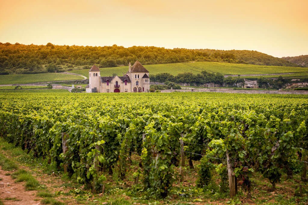 Vie însorită vara – ghidul vinurilor de vară Winedom