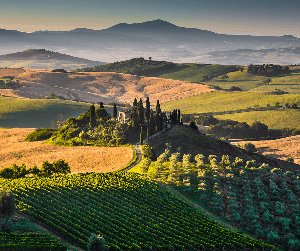 Sangiovese
